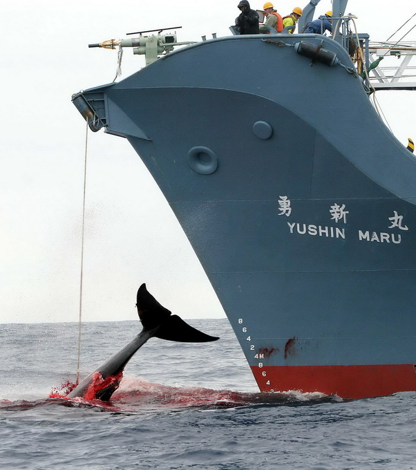 日本捕鲸船 资料图