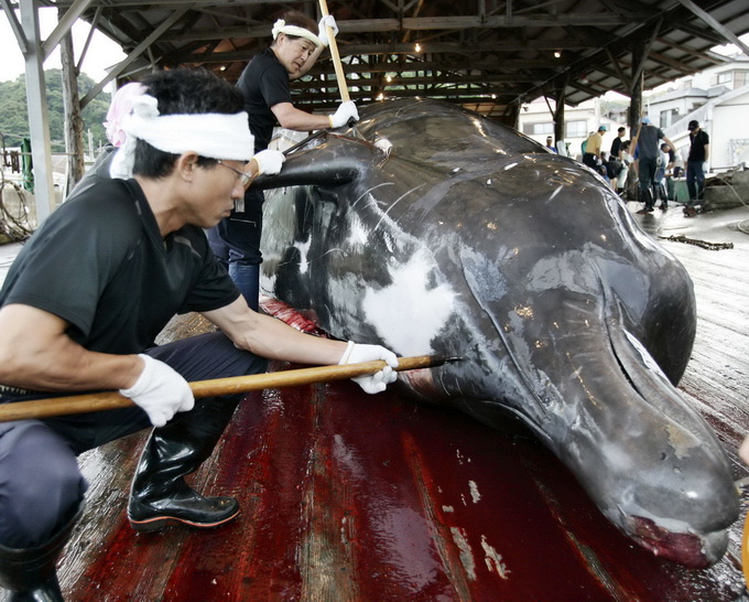 日本4个月捕杀177头鲸 为科研还是餐饮已是公开的秘密?