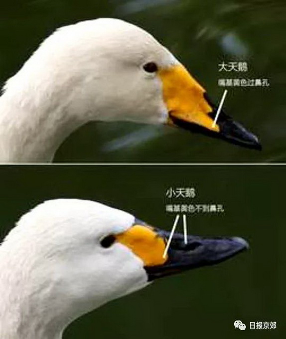 大公鹅母鹅的区别照片图片
