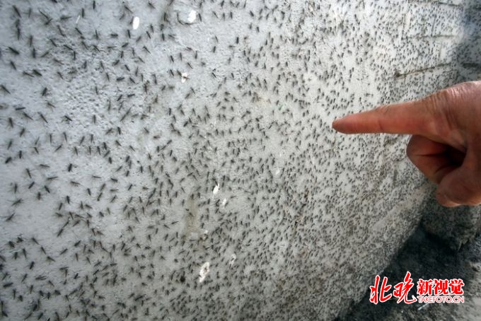 曾经北京甘露园附近的二道沟河沿就被大量"黑蚊"盘踞.陈坦 资料图