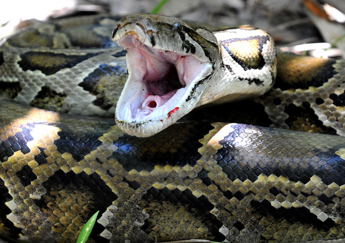 澳大利亚蟒蛇图片