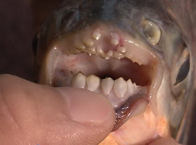 淡水鲳鱼牙齿图片