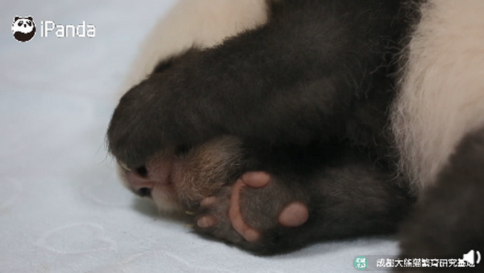 大熊猫的爪爪肉垫有多可爱?网友:这样粉嫩嫩的肉垫,我能捏一天!